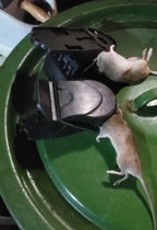 🇪🇸 Trampa para Ratones de Activación Automática Súper Sensible – Captura Rápida y Precisa