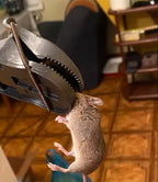 🇪🇸 Trampa para Ratones de Activación Automática Súper Sensible – Captura Rápida y Precisa